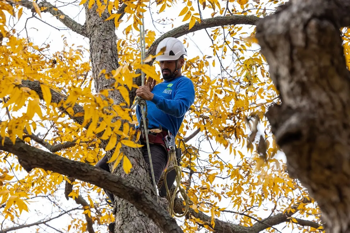Skilled Tree Transplanting crew working in Shaktoolik