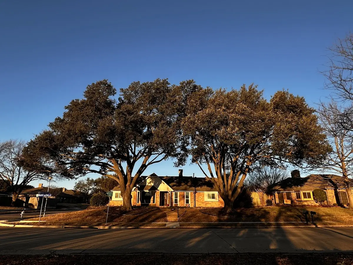 Established residential canopy tree shading a home in Shaktoolik